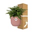 Asplenium Parvati in ELHO Vibes Fold roze kamerplant 25 cm potmaat 12 cm