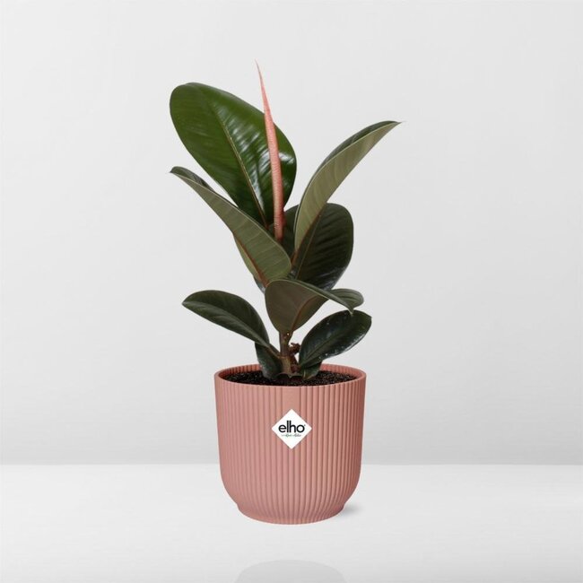 Ficus Elastica Robusta in ELHO Vibes Fold rosa Zimmerpflanze 35 cm Topfmaß 12 cm