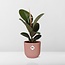 Ficus Elastica Robusta in ELHO Vibes Fold pink houseplant 35 cm pot size 12 cm