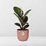 Ficus Elastica Robusta in ELHO Vibes Fold roze kamerplant 35 cm potmaat 12 cm