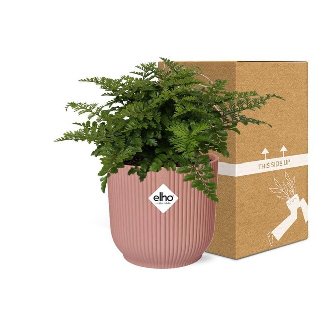 Asplenium Parvati in ELHO Vibes Fold rosa Zimmerpflanze 25 cm Topfmaß 12 cm