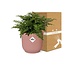Asplenium Parvati in ELHO Vibes Fold pink houseplant 25 cm pot size 12 cm