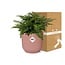 Asplenium Parvati in ELHO Vibes Fold rosa Zimmerpflanze 25 cm Topfmaß 12 cm