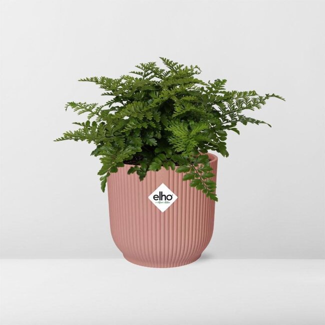 Asplenium Parvati in ELHO Vibes Fold rosa Zimmerpflanze 25 cm Topfmaß 12 cm