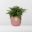 Asplenium Parvati in ELHO Vibes Fold rosa Zimmerpflanze 25 cm Topfmaß 12 cm