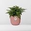 Asplenium Parvati in ELHO Vibes Fold roze kamerplant 25 cm potmaat 12 cm