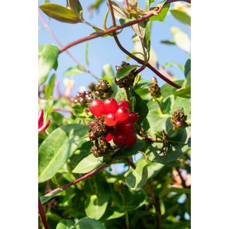 Koning Bamboe Lonicera periclymenum Serotina Pflanzenset 4 Stück 65 cm