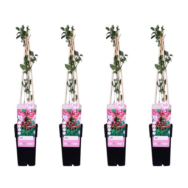 Lonicera periclymenum Serotina plant set 4 plants 65 cm pot size 15 cm