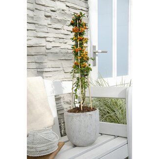 Koning Bamboe Pyracantha Orange Glow plantenset 3 stuks 65 cm