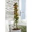 Pyracantha Orange Glow Pflanzenset 4 Stück 65 cm Topfmaß 15 cm