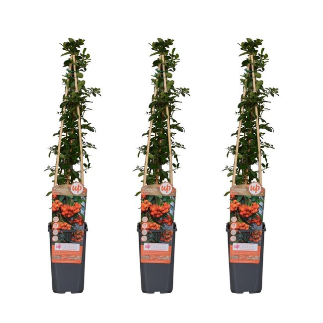 Pyracantha Orange Glow plantenset 3 stuks 65 cm potmaat 15 cm