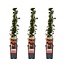 Pyracantha Orange Glow plantenset 3 stuks 65 cm potmaat 15 cm