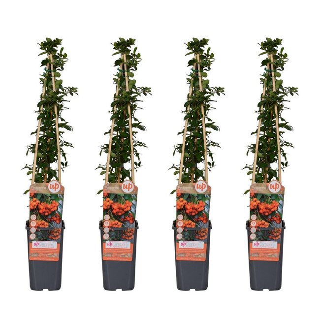 Pyracantha Orange Glow plantenset 4 stuks 65 cm potmaat 15 cm