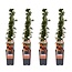 Pyracantha Orange Glow plantenset 4 stuks 65 cm potmaat 15 cm