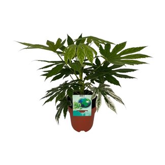 Koning Bamboe Fatsia Japonica Variegata houseplant 60 cm