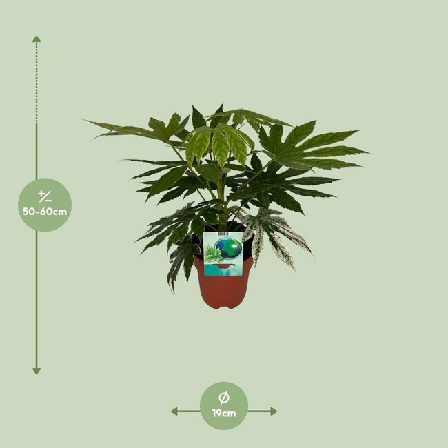Fatsia Japonica Variegata houseplant 60 cm pot size 19 cm