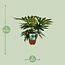 Fatsia Japonica Variegata houseplant 60 cm pot size 19 cm