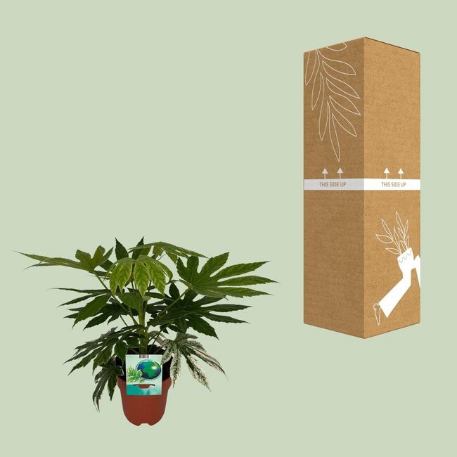 Fatsia Japonica Variegata houseplant 60 cm pot size 19 cm