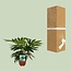 Fatsia Japonica Variegata kamerplant 60 cm potmaat 19 cm