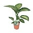 Dieffenbachia Seguine Tropic Snow houseplant 70 cm pot size 19 cm