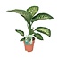 Dieffenbachia Seguine Tropic Snow kamerplant 70 cm potmaat 19 cm