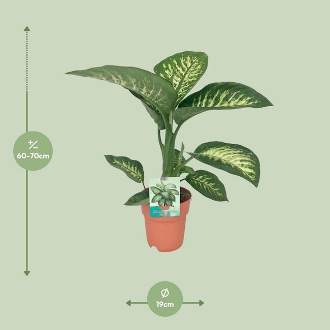 Dieffenbachia Seguine Tropic Snow houseplant 70 cm pot size 19 cm