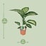 Dieffenbachia Seguine Tropic Snow houseplant 70 cm pot size 19 cm