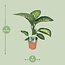 Dieffenbachia Seguine Tropic Snow kamerplant 70 cm potmaat 19 cm
