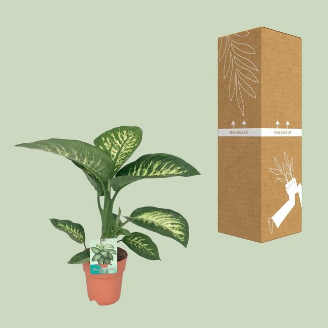 Dieffenbachia Seguine Tropic Snow kamerplant 70 cm potmaat 19 cm
