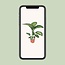Dieffenbachia Seguine Tropic Snow kamerplant 70 cm potmaat 19 cm