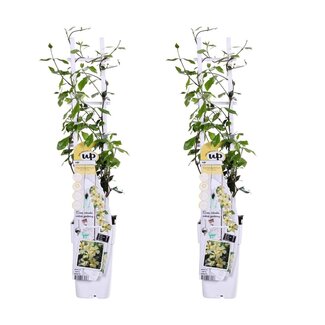 Koning Bamboe Trachelospermum Star of Toscana plantenset 2 stuks 65 cm