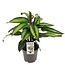 Calathea Majestica Princeps kamerplant 45 cm potmaat 14 cm
