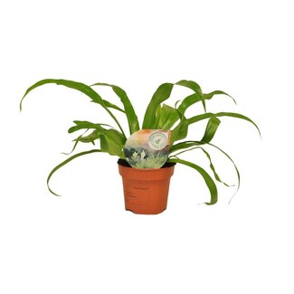 Koning Bamboe Asplenium Antiquum kamerplant 30 cm