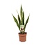 Sansevieria Trifasciata Laurentii kamerplant 60 cm potmaat 17 cm