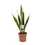 Sansevieria Trifasciata Laurentii Zimmerpflanze 60 cm Topfmaß 17 cm