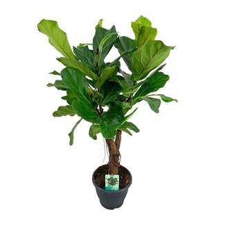 Koning Bamboe Ficus Lyrata kamerplant 100 cm
