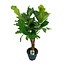 Ficus Lyrata kamerplant 100 cm potmaat 26 cm