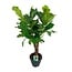 Ficus Lyrata Zimmerpflanze 100 cm Topfmaß 26 cm