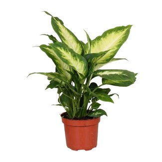 Koning Bamboe Dieffenbachia Camilla kamerplant 35 cm