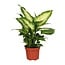 Dieffenbachia Camilla houseplant 35 cm pot size 12 cm