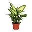 Dieffenbachia Camilla Zimmerpflanze 35 cm Topfmaß 12 cm