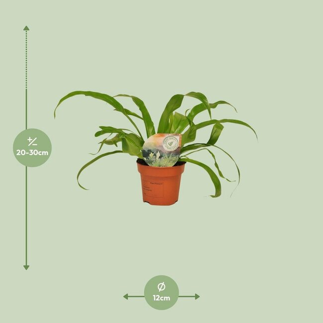 Asplenium Antiquum kamerplant 30 cm potmaat 12 cm