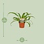 Asplenium Antiquum kamerplant 30 cm potmaat 12 cm