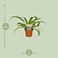 Asplenium Antiquum Zimmerpflanze 30 cm Topfmaß 12 cm
