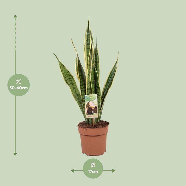 Sansevieria Trifasciata Laurentii houseplant 60 cm pot size 17 cm