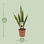 Sansevieria Trifasciata Laurentii kamerplant 60 cm potmaat 17 cm