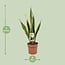 Sansevieria Trifasciata Laurentii Zimmerpflanze 60 cm Topfmaß 17 cm