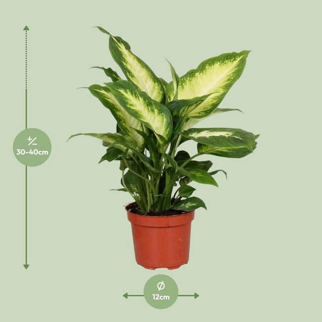 Dieffenbachia Camilla kamerplant 35 cm potmaat 12 cm