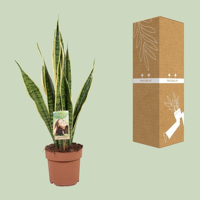 Sansevieria Trifasciata Laurentii kamerplant 60 cm potmaat 17 cm
