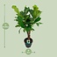 Ficus Lyrata kamerplant 100 cm potmaat 26 cm